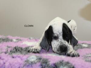 Clown