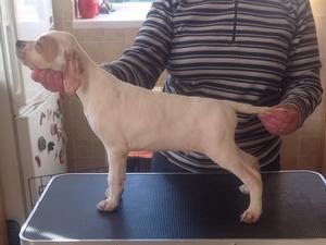Lovely boy available