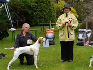 Flax winning Best Bitch at the IPC Championship Sh