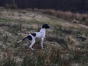 Puppy 6 months old