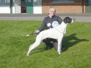 Winning RBPIS Border Counties Gundog