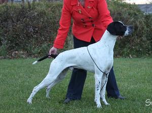 Raigmore Skeewiff JW  & Irish Junior Champion