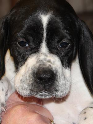 puppy 6 weeks
