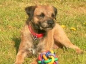 Earthdog Jigsaw