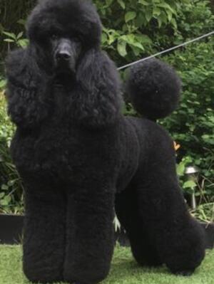 Sire: Ch Darbia Wonder Of You