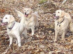 Enjoying a holiday in the Forest of Dean