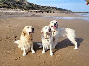 Our three girls Amber Lexi & Lottie (eft to right)