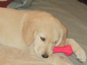 Amber as a puppy