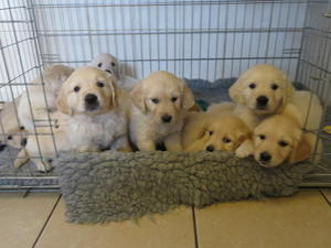 The pups at 6 weeks