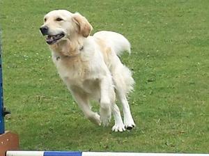 Amber loves agility
