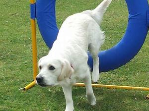 Enjoying a bit of agility