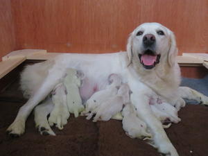 A very happy Lexi with her new born pups
