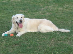 Lady