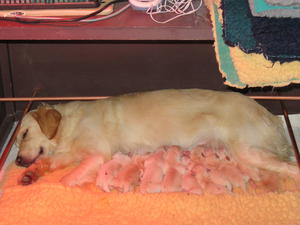 Amber and her new born pups