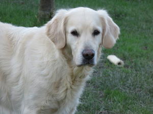 Lady
