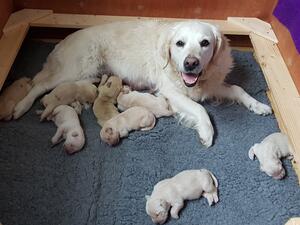 Lexi with her puppies