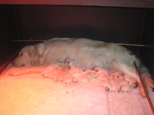 Lady and her new born puppies