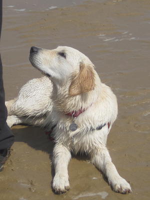 Amber at 6 months old