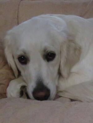 Lottie at 1 year