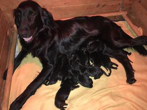 River and pups, days only