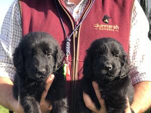 Puppies