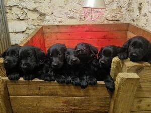 All the gang at 7 weeks old