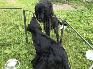 Reggie & River with pups