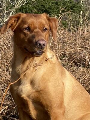 Dam : Syerswebb Blakeney Spice