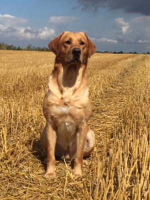 Sire : FTW Sorrelcott Missouri of Greenfox