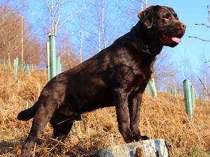 Mr Tumnus @ 4 years old