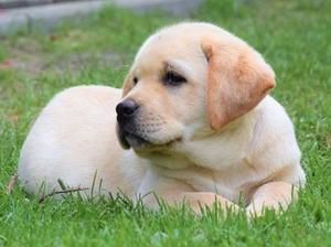 Delilah as a puppy
