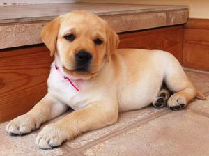 Missy as a puppy
