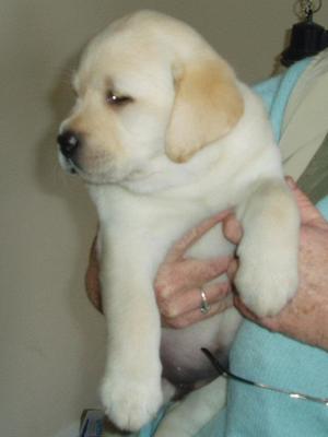 Dolly Puppy