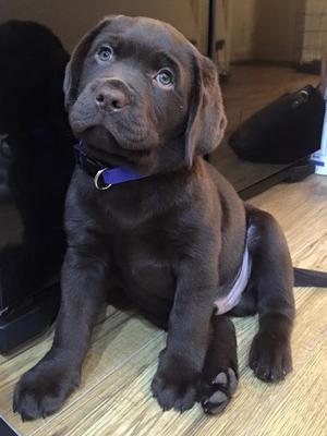 Mr Tumnus @ 9 weeks old