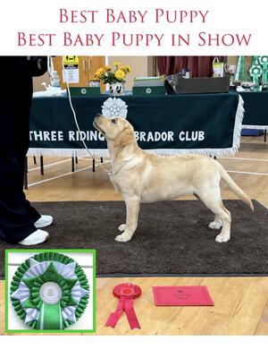 Best Puppy & Best Puppy in Show 22/09/24