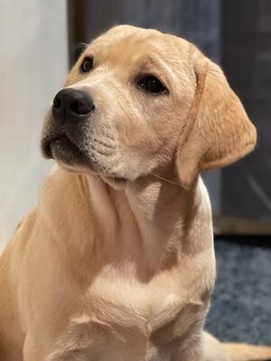 Daphne