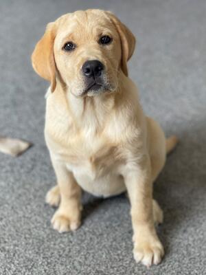 Daphne 13 weeks old