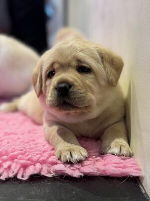 Girl pup @ 4 weeks old