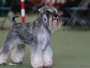 Champion Nikisan Sir mix a lot ( Sulley)