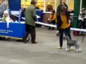 Sulley winning the dog CC at Buba 2018