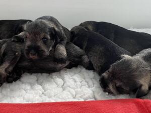 Puppies 2 weeks