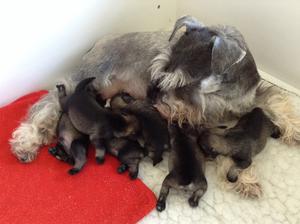 Previous Nikisan litter