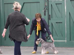 Sulley being awarded the dog Cc