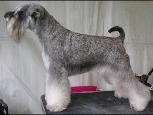Champion Nikisan Pic'n mix ( Pixie )