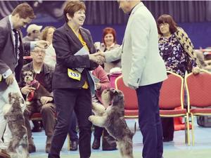 Sulley being awarded the dog CC by Espen Engh