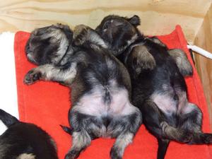 Previous Nikisan litter