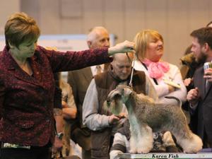 Jazmin at her first crufts