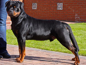 Kyzer RCC Crufts 2012