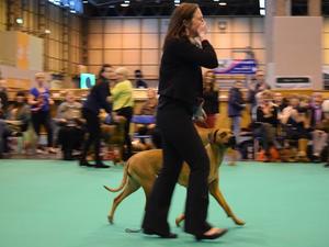 Oakley Winning the Bitch CC Crufts 2017