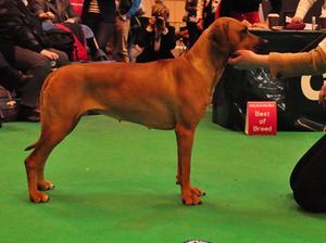Oakley Crufts 2016